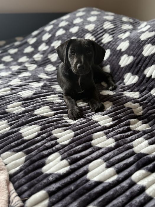 Oddam cudownego pieska w wyłącznie dobre ręce