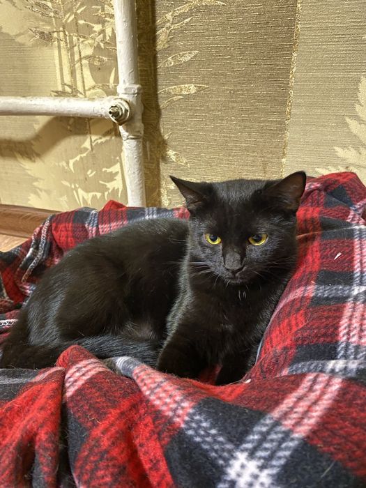 Кошеня 5-6 місяців в добрі руки