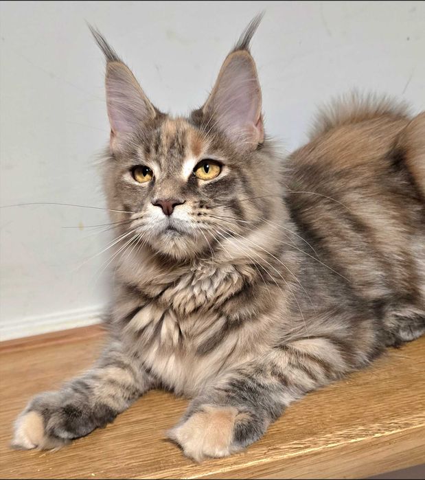Maine coon kotka Umi niebieska szylkretka pregowana