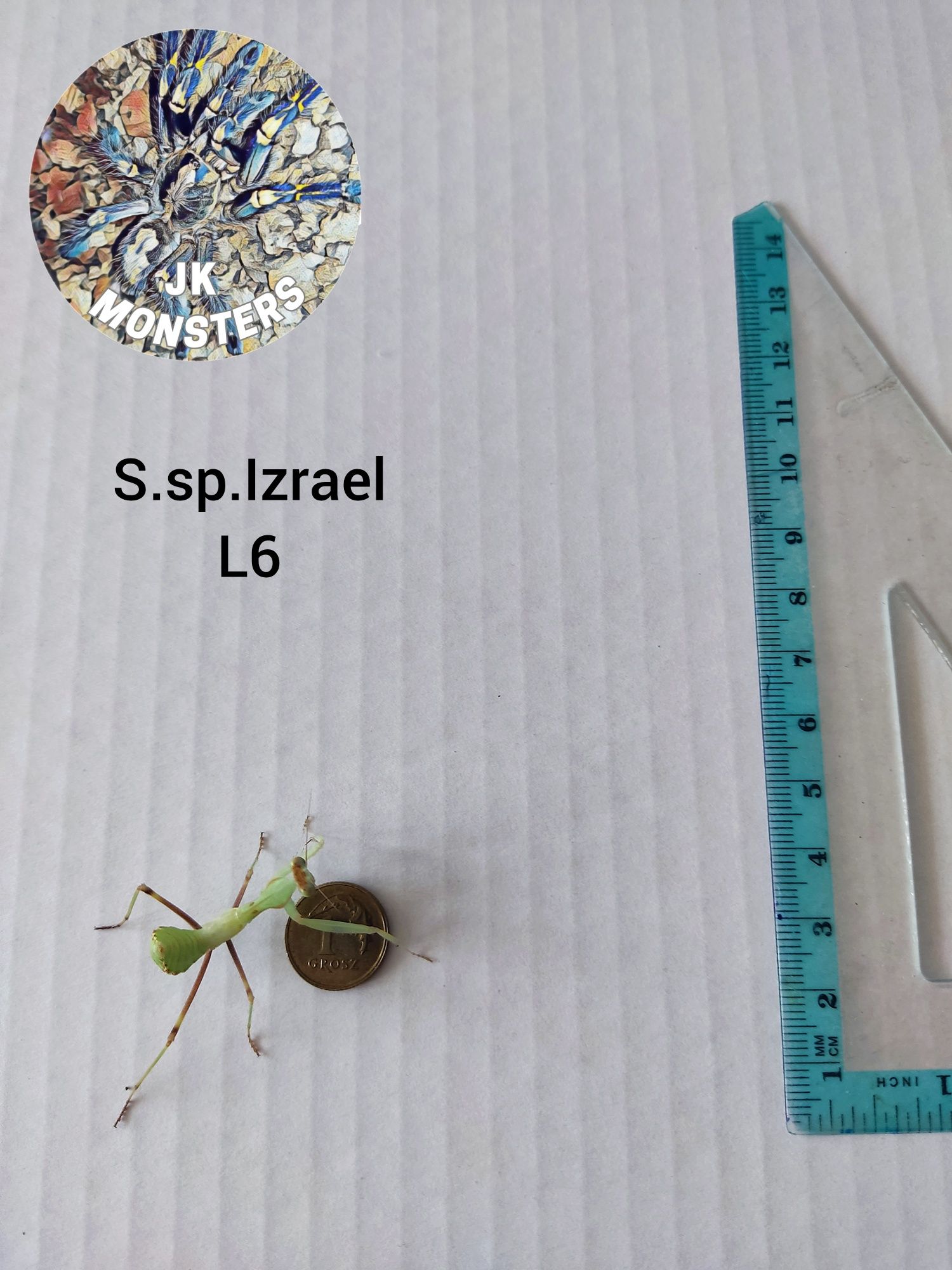 Modliszka Sphodromantis. sp.Izrael +gratisy