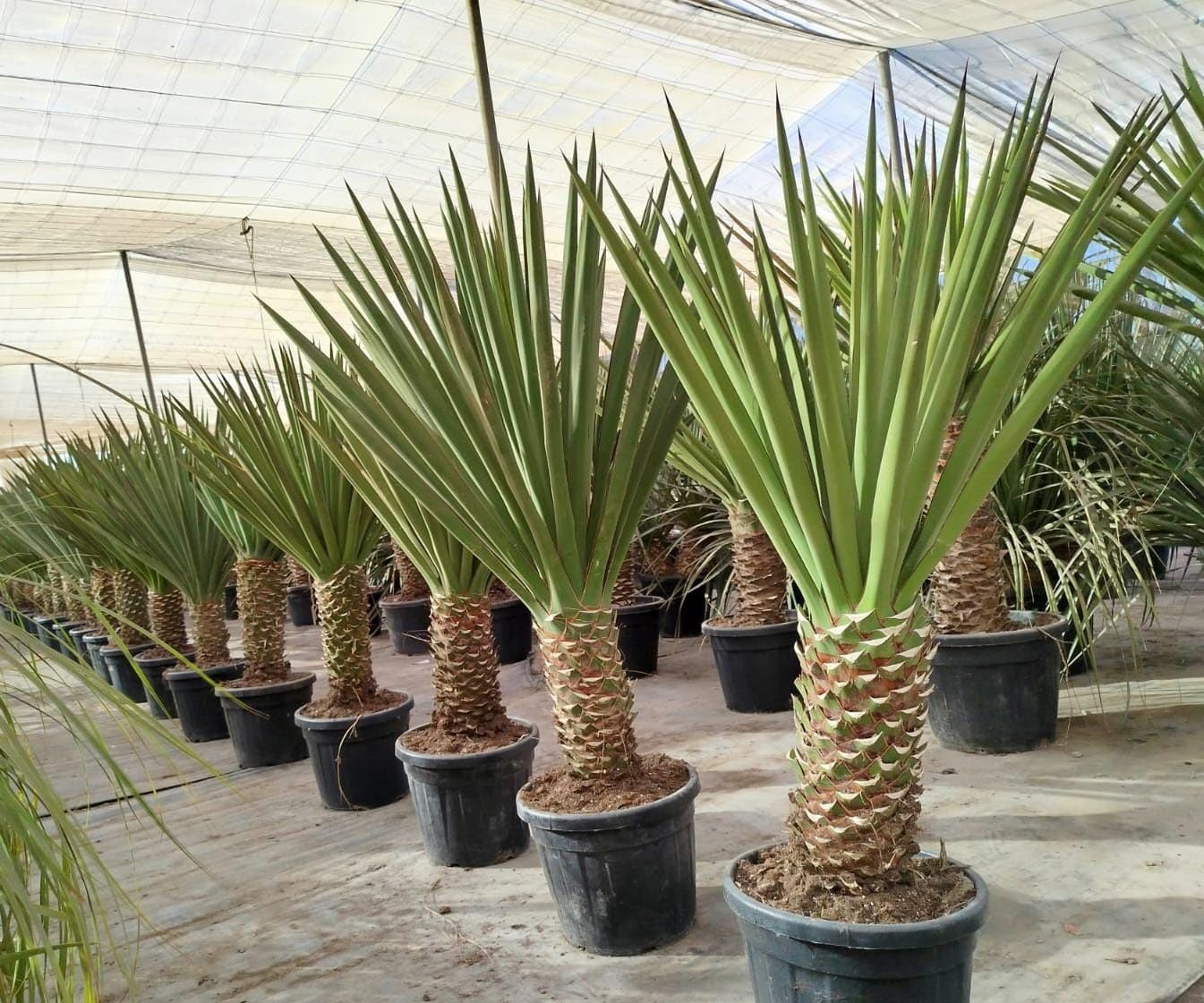 Yucca treculeana - faxoniana , Yucca rostrata. Yucca filifera. Palma