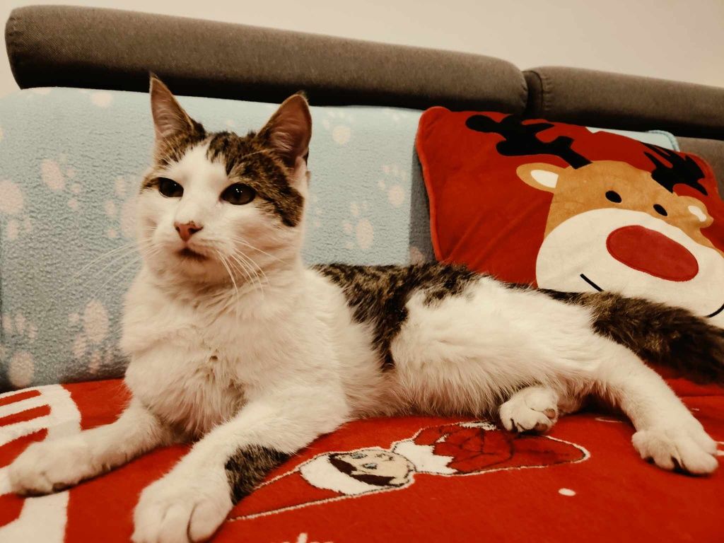 Sweety szuka człowieka
