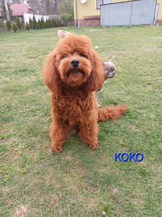 SHIHPOO śliczny chłopczyk