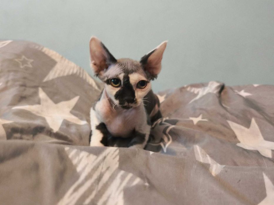 Kocurek Devon Rex