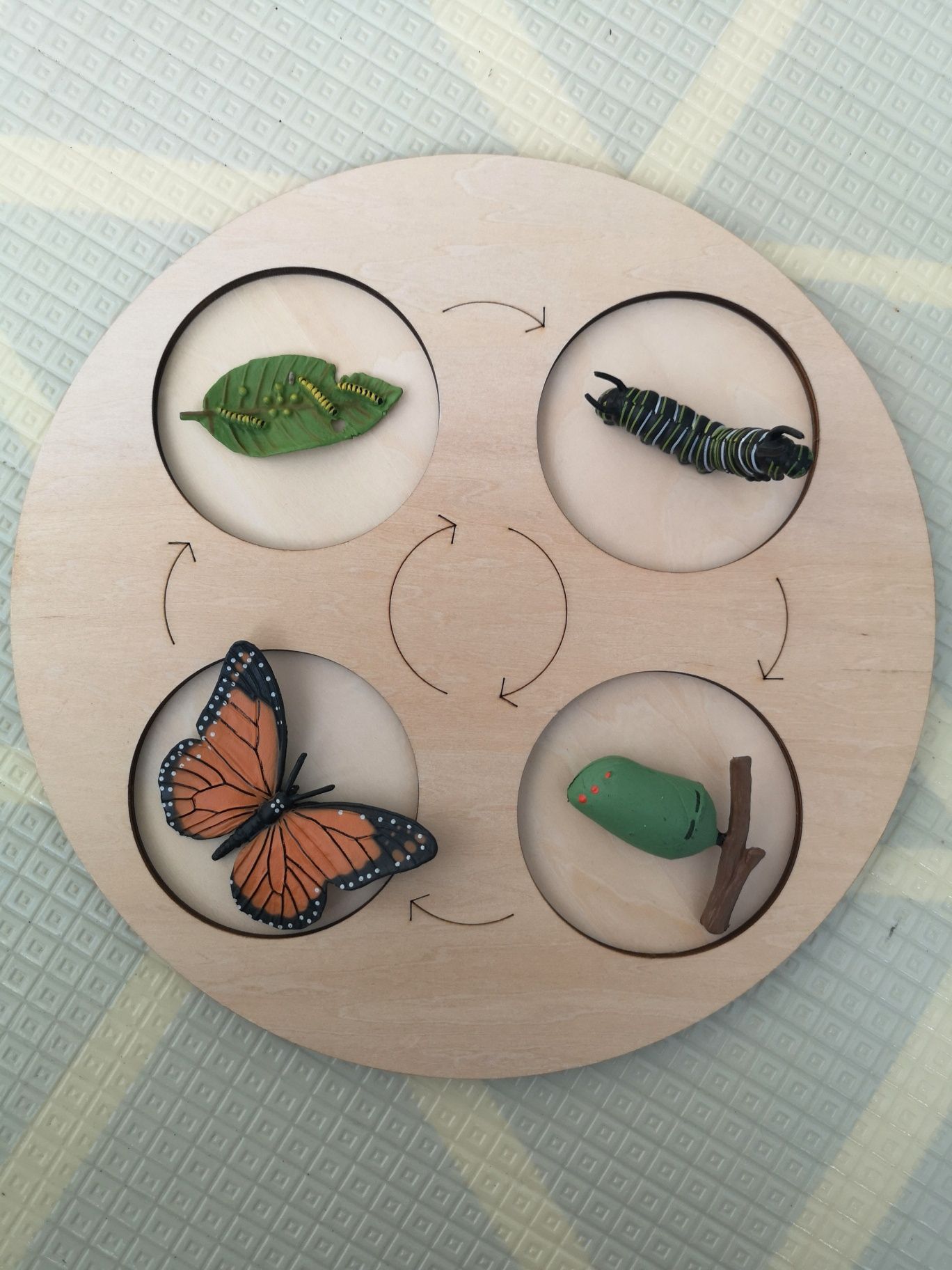 Cykl rozwoju motyla Montessori tablica cykl życia