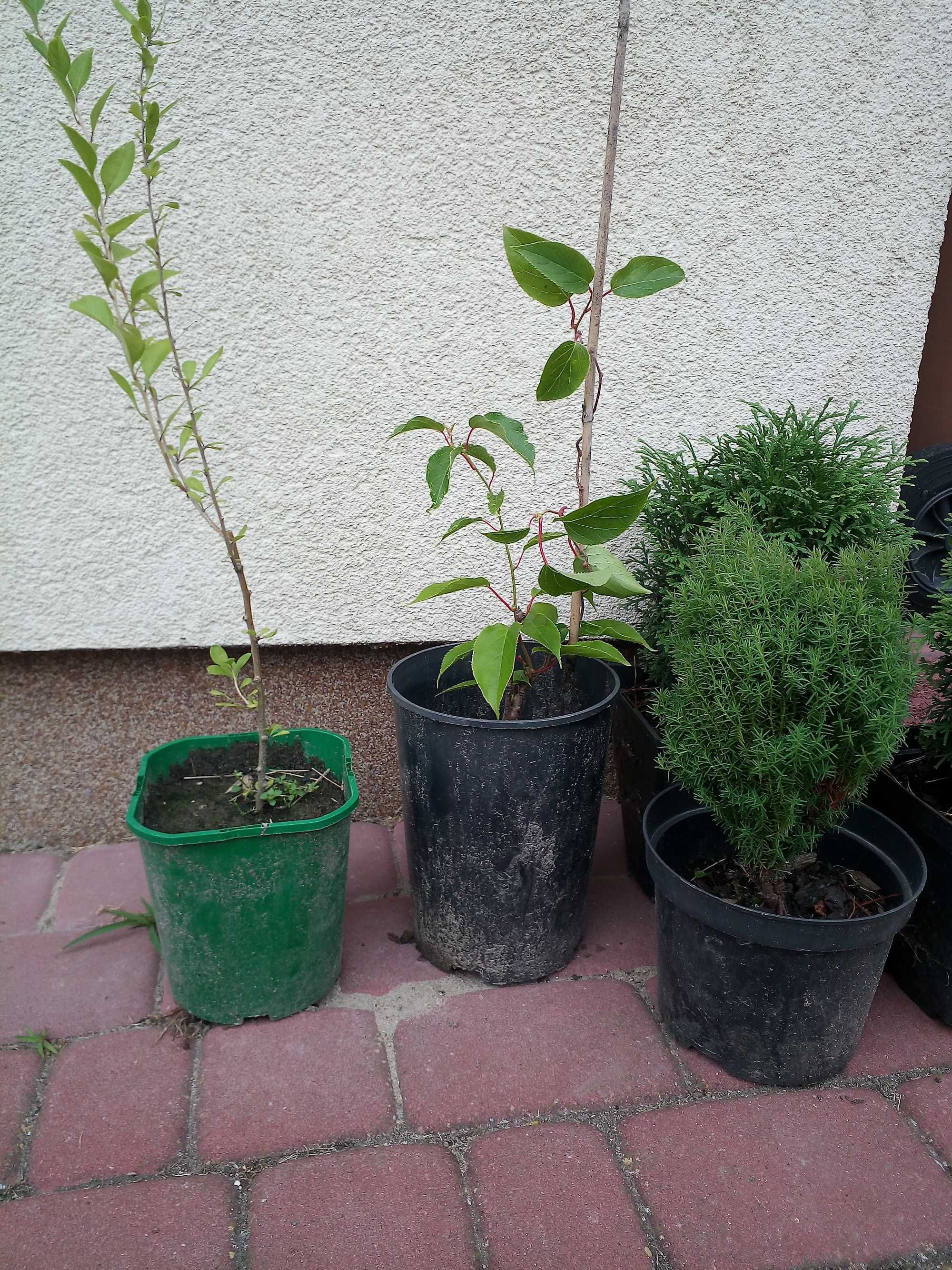 Sadzonki Jagody Goji, Mini Kiwi i Tui kulistej – gotowe do posadzenia!
