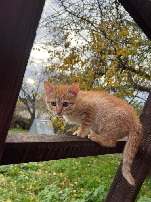 Віддамо кошенят безкоштовно