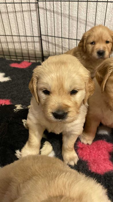 Golden Retriever ZKwP FCI