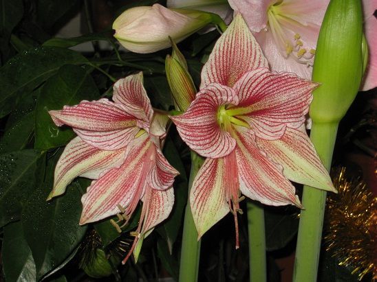 Гиппеаструм- луковицы.