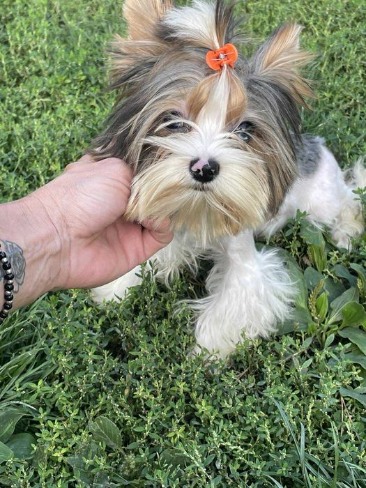 Bluberry yorkshire terrier miniaturka biewer 1 ,20 kg paszport