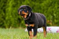 Rottweiler Suczka ZKwP FCI