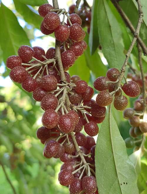 Groselha do Japão (Elaeagnus umbellata)