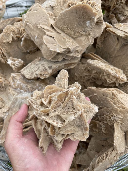 RÓŻA PUSTYNI - Kwiat Pustyni Kamień do Ogrodu Akwarium Skała Terrarium