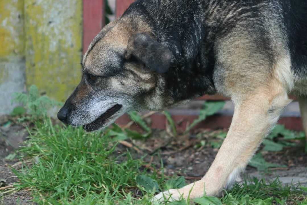SZAMA spójrz, pokochaj i adoptuj