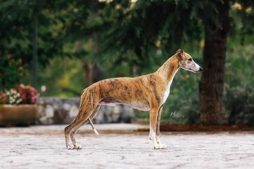 Suczka Whippet ZKwP / FCI