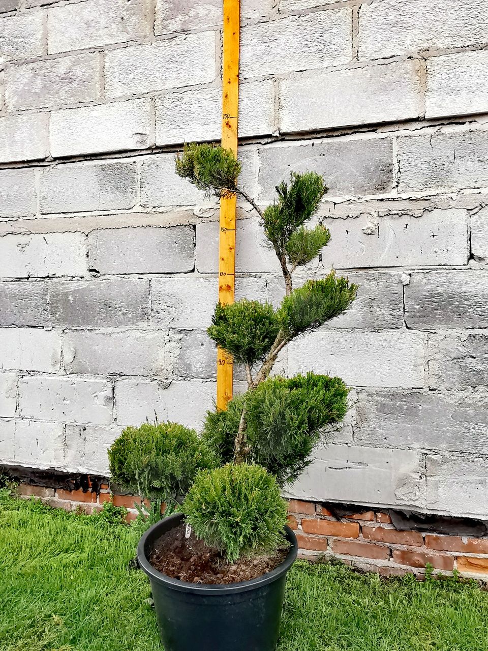 Bonsai ogrodowy, jałowce formowane.