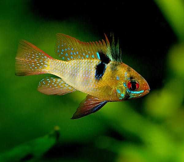 Mikrogeophagus ramirezi – Pielęgniczka Ramireza