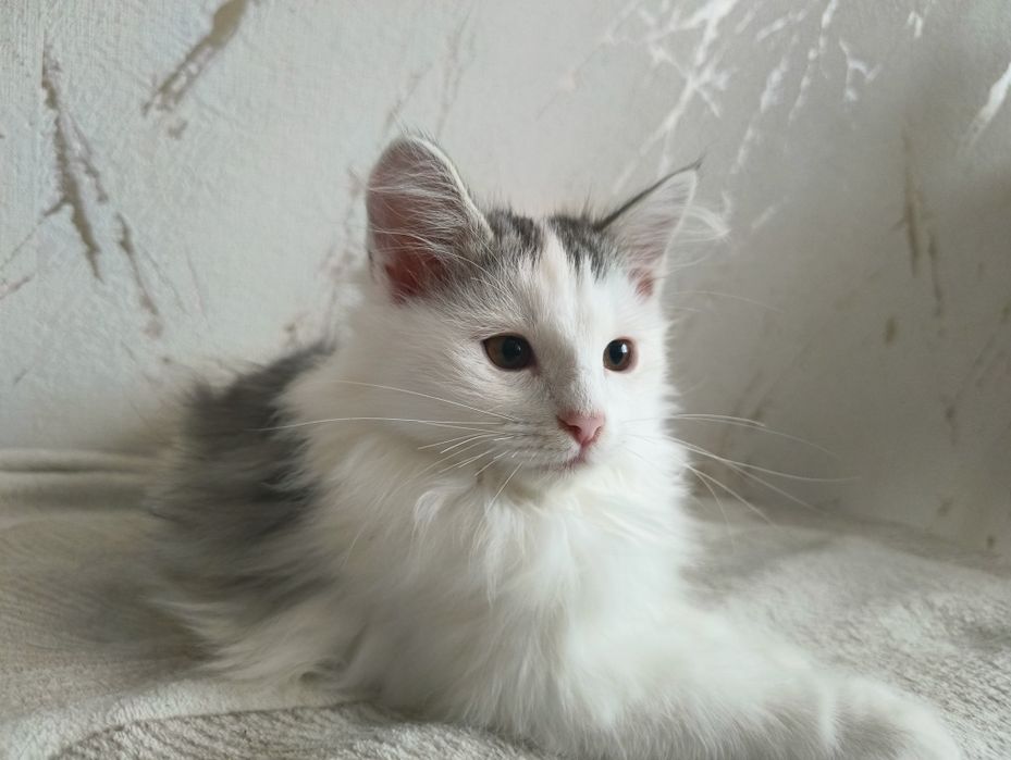 Kot , kociak , kocurek syberyjski