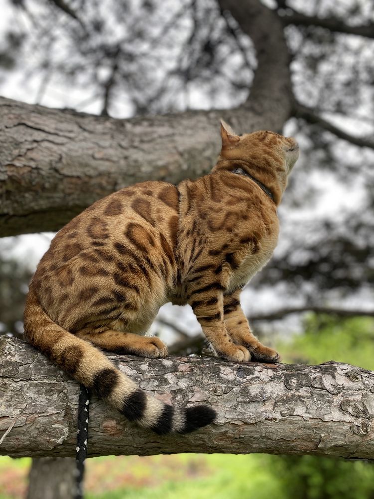 Бенгальский кот. Бенгал. Вязка