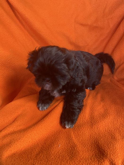 Dziewczynka shih tzu