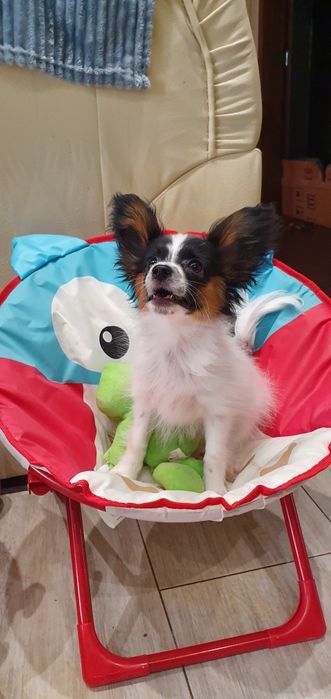 Папийон девочка для шоу и просто для души