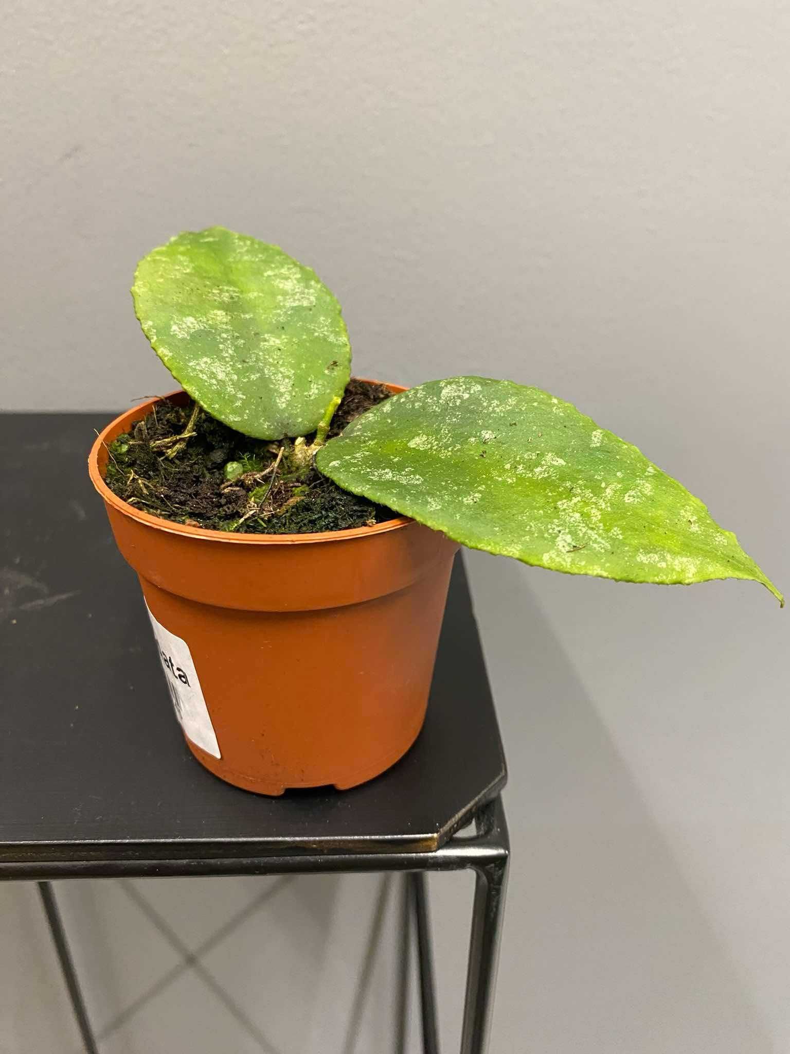 Hoya Caudata Hoja