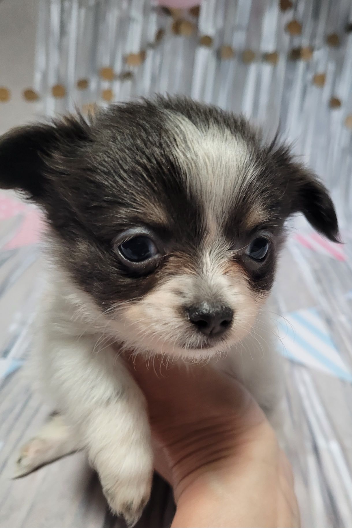Chihuahua dziewczynka Goja