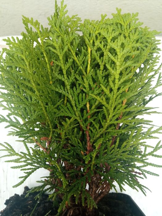 Туя Даніка 150 грн