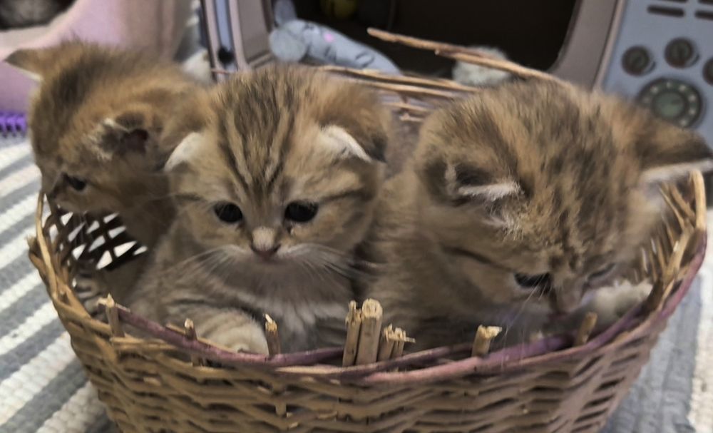 Шотландские котята прямоухие и вислоухие, девочки и мальчик