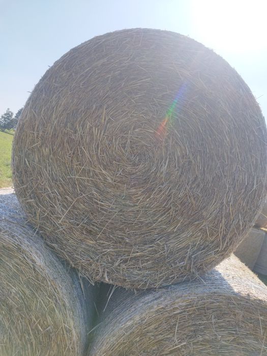 Słoma Przenżytnia 130