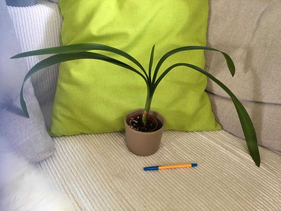 kliwia nobilis kolekcjonerska