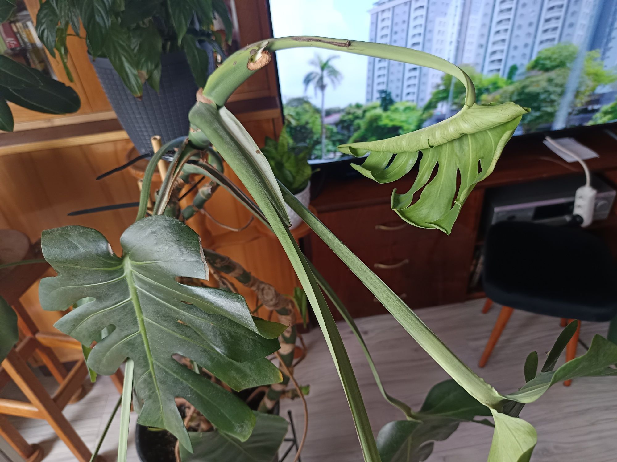 Monstera duża z doniczką