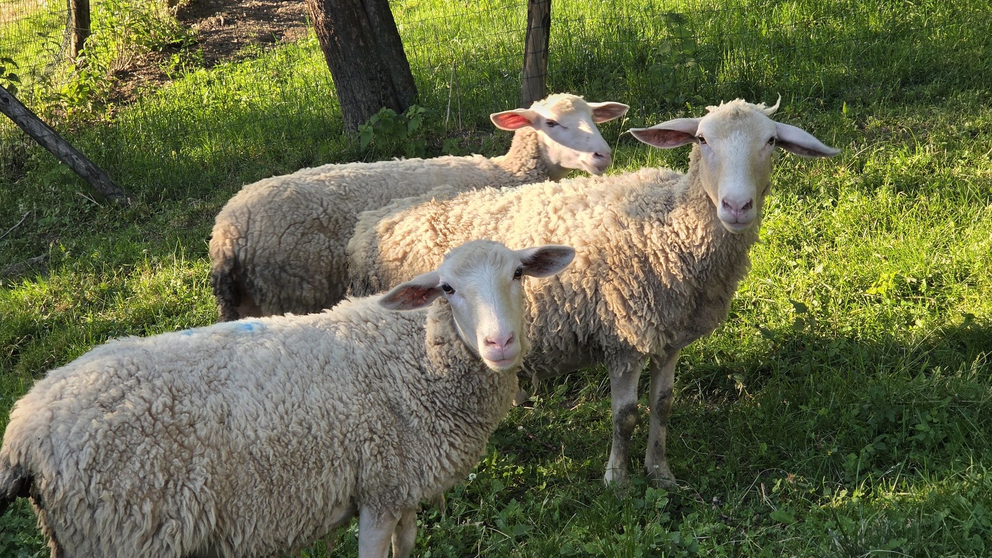Młode roczne owce