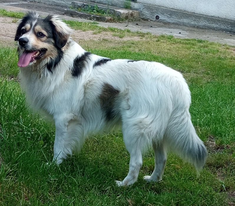 Misiu- wesoły, przyjazny piesio