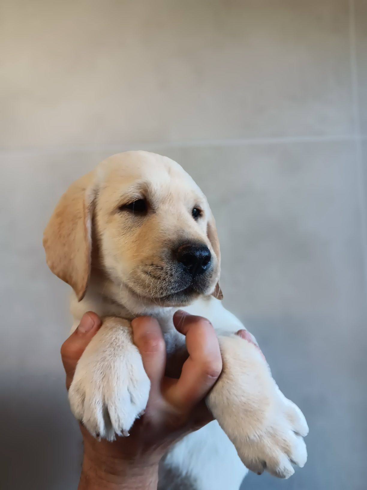 Labrador Retriever szczenie Wspaniałej Budowy Po ojcu pochodzenia FCI