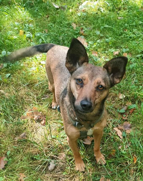 Zara łagodna, spokojna szuka domu