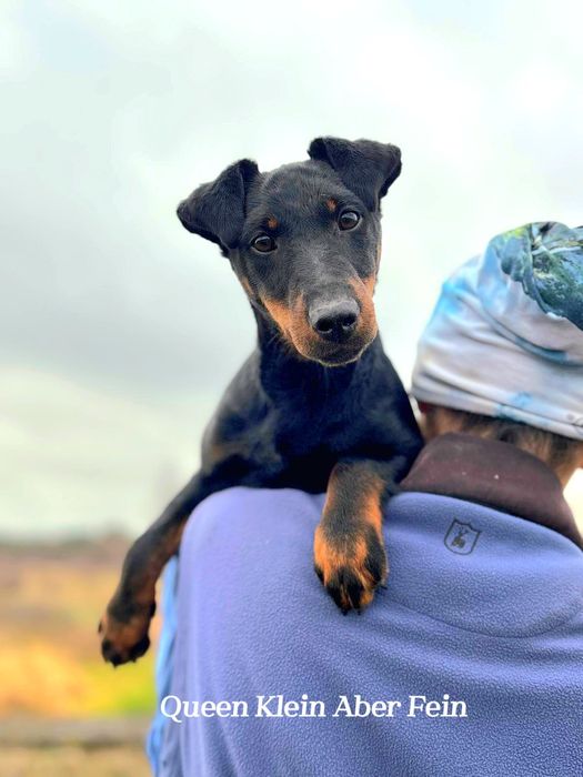 Ягдтер'єр цуценя