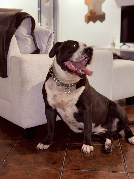 Adoção Responsável para o Spike