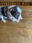 Przesliczna suczka Border Collie  Blue Merle
