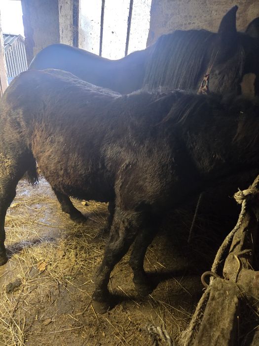 Zrebica kalcz sprzedam