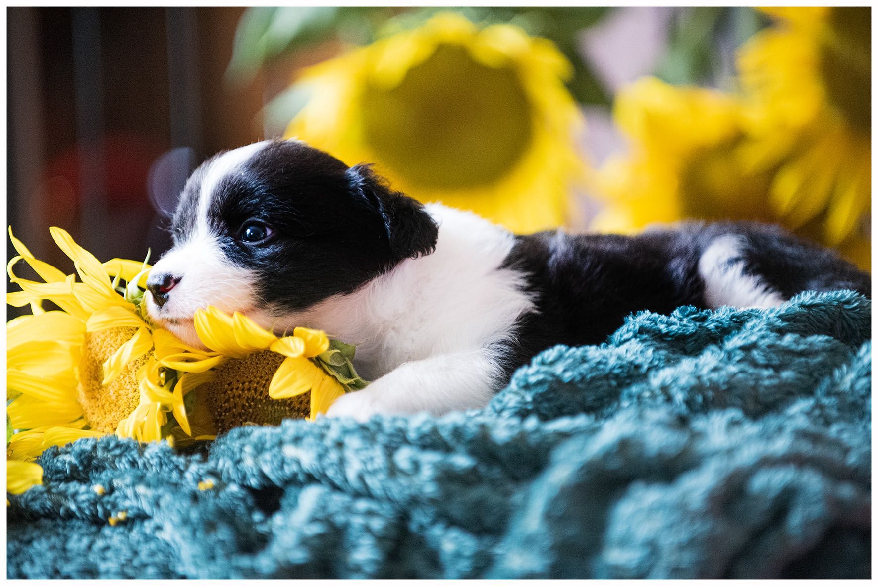 Border Collie ZKWP FCI
