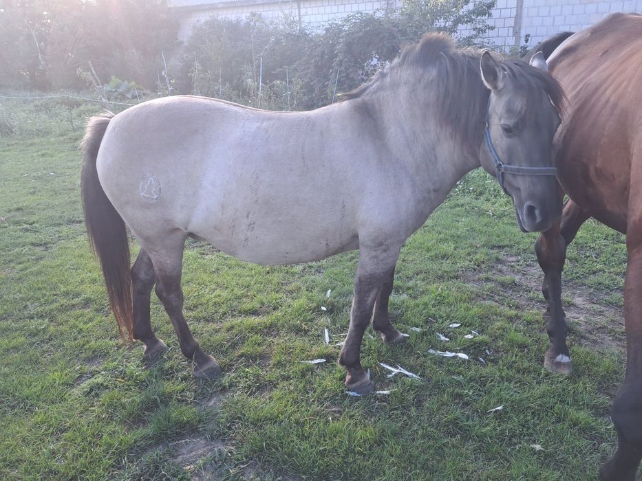 Klacze konika polskiego