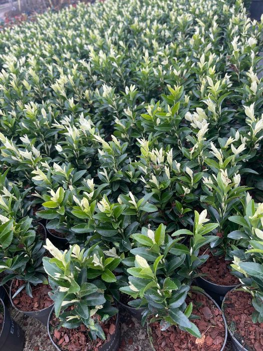 Trzmielina Paloma Blanca Białe Przyrosty 25-30 cm Cena 28 zł