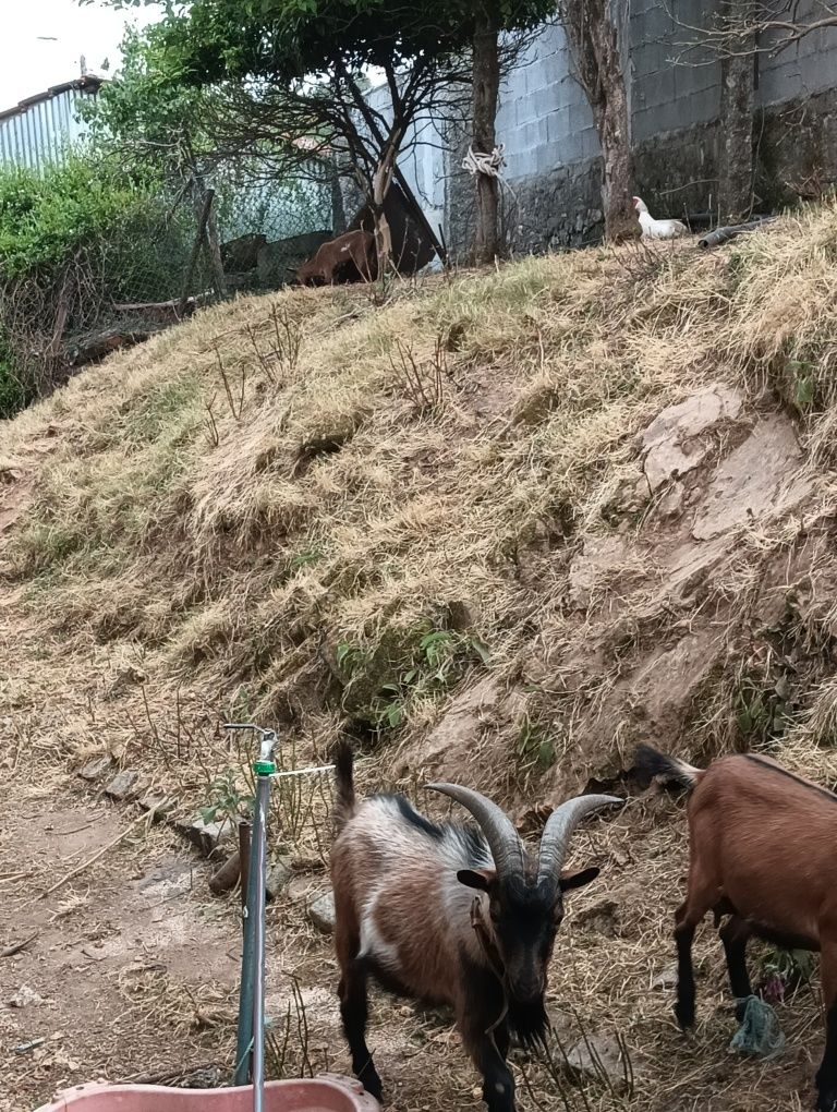 Cabritas À Venda