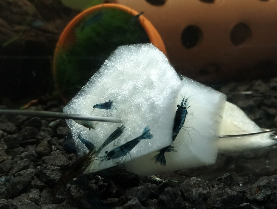 Krewetki neocaridina + jedzenie gratis