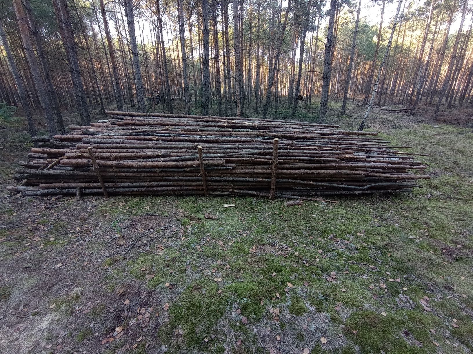 Drewno opałowe sosna