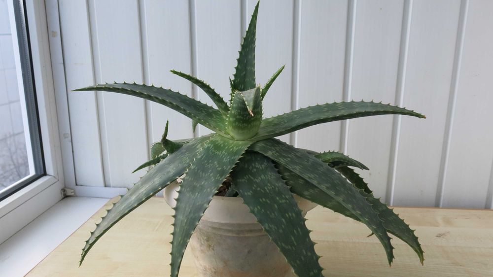 Алое Вера природний лікар і прикраса вашого дому м. Біла Церква