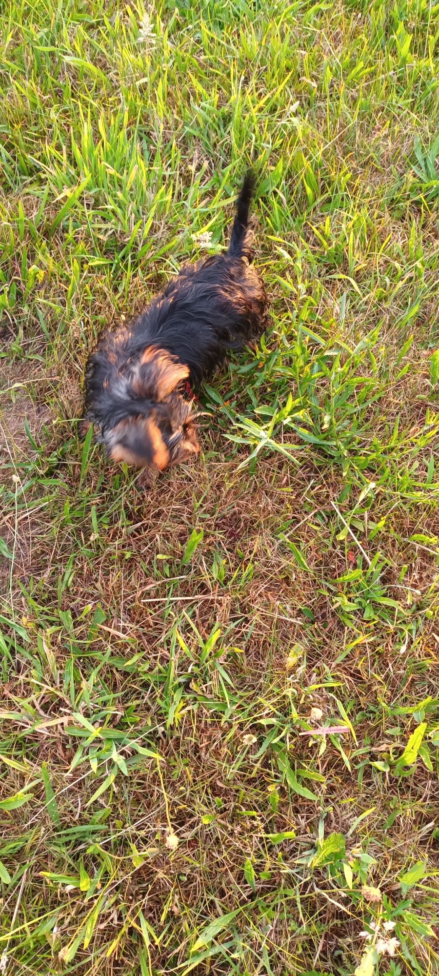 York Terrier piesek
