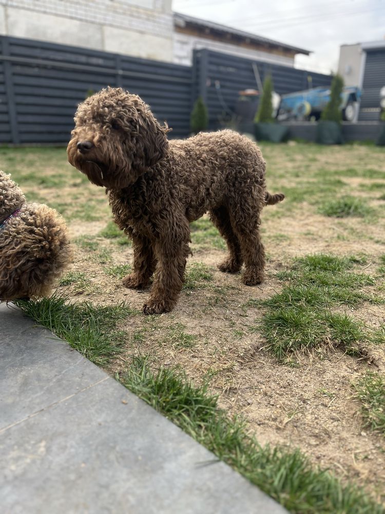 Лаготто Романьоло/ Lagotto Romagnolo