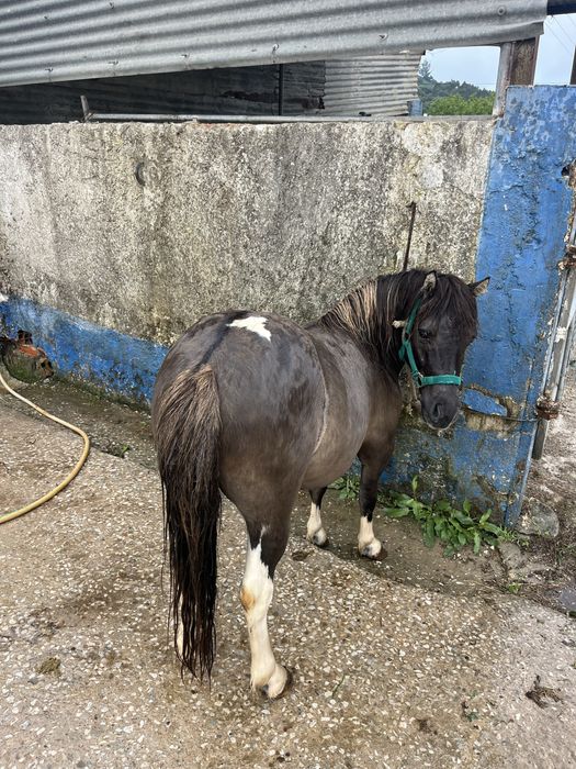 Ponei castrado montado e engatado